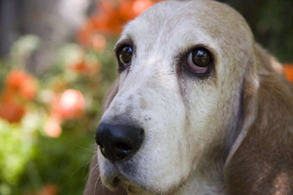 Basset hound looking toward the camera