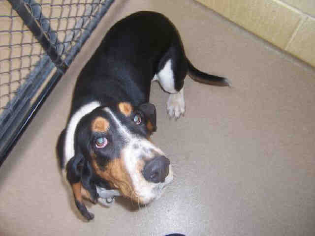Basset hound resting on a blanket