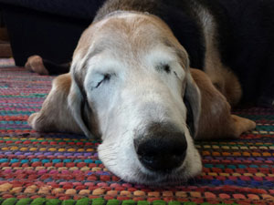 Senior basset hound