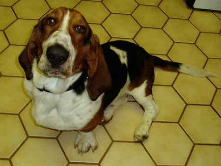 Basset hound Beauford