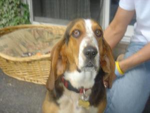 Rescued basset hound Angel