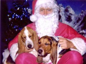 Two rescued basset hounds